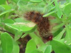 Phyllalia patens