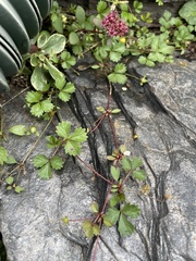 Potentilla erecta