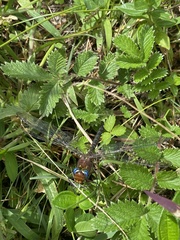 Anaciaeschna jaspidea