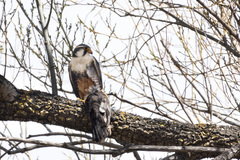 Falco femoralis