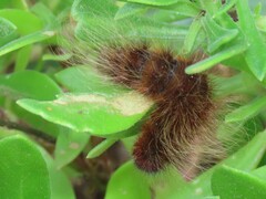Phyllalia patens