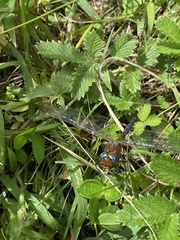 Anaciaeschna jaspidea