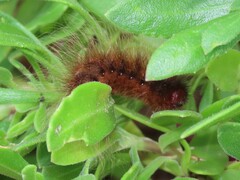 Phyllalia patens