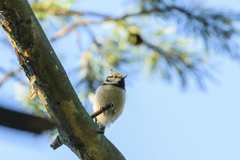 Lophophanes cristatus