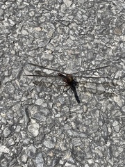 Anaciaeschna jaspidea