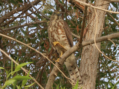 Accipiter badius