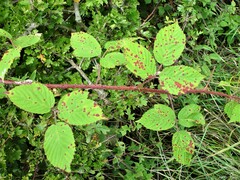 Rubus distractiformis
