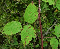 Rubus distractiformis