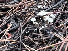 Collybia