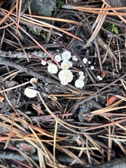 Collybia