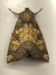 Papaipema cataphracta