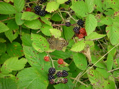 Rubus distractiformis