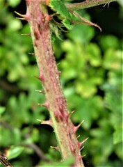 Rubus distractiformis