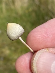 Psilocybe semilanceata