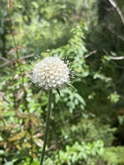 Dipsacus inermis