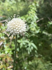 Dipsacus inermis