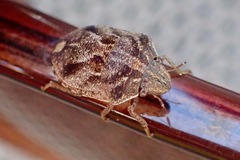 Homaemus proteus