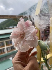 Dianthus caryophyllus