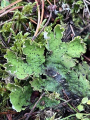 Peltigera aphthosa
