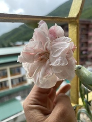 Dianthus caryophyllus