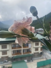 Dianthus caryophyllus