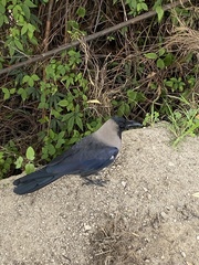 Corvus splendens