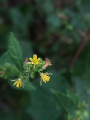 Triumfetta pentandra