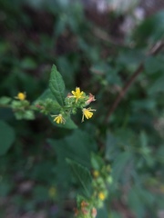 Triumfetta pentandra