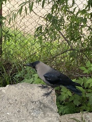 Corvus splendens