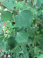 Triumfetta pentandra