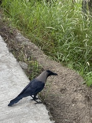 Corvus splendens