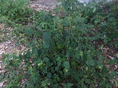 Triumfetta pentandra