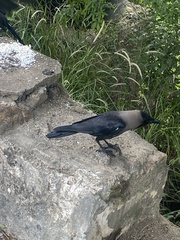Corvus splendens