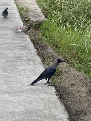 Corvus splendens
