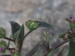 Cyanotis fasciculata