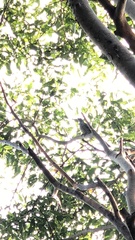 Eudynamys scolopaceus