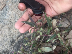 Cyanotis fasciculata