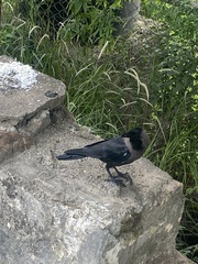 Corvus splendens