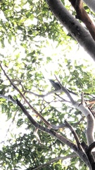 Eudynamys scolopaceus