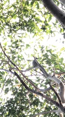 Eudynamys scolopaceus