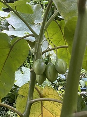 Solanum