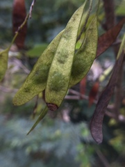 Paramyrothecium roridum