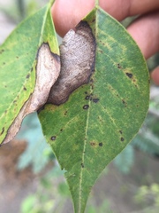 Paramyrothecium roridum