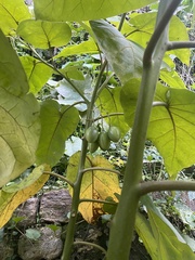 Solanum