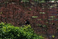 Irediparra gallinacea