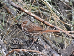 Passerella iliaca