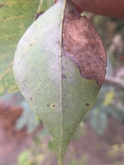 Paramyrothecium roridum