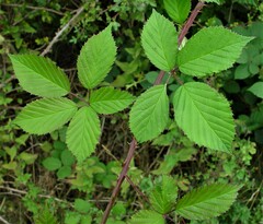 Rubus nemoralis