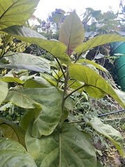 Solanum