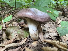 Gomphidius glutinosus